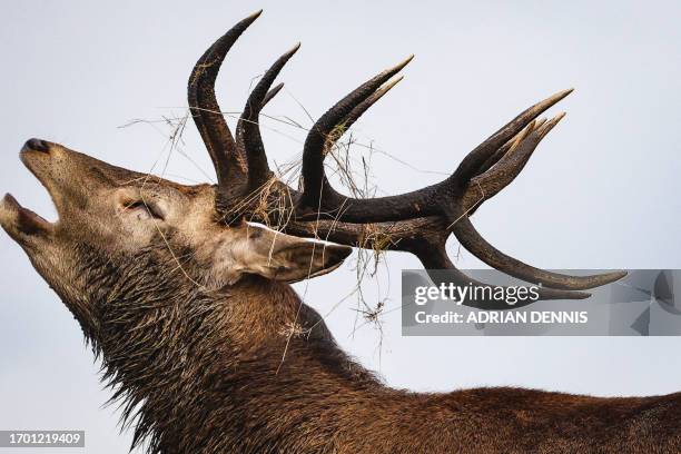 Point stag roars in Richmond Park, west of London, on October 1, 2023. The deer mating season, also known as the rut, takes place in the autumn and...