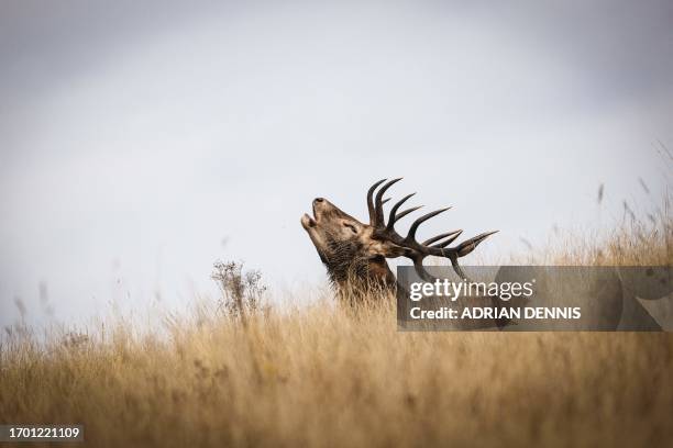 Point stag roars in Richmond Park, west of London, on October 1, 2023. The deer mating season, also known as the rut, takes place in the autumn and...