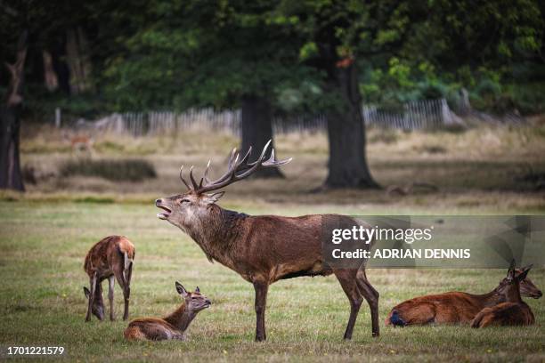 Stag roars beside his harem of does in Richmond Park, west of London on October 1, 2023. The deer mating season, also known as the rut, takes place...