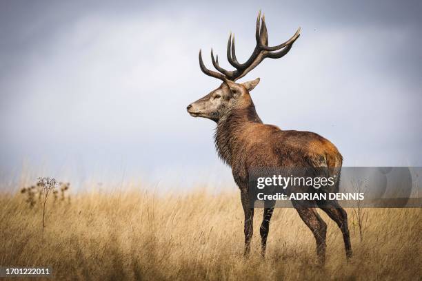 Point stag is seen in Richmond Park, west of London, on October 1, 2023. The deer mating season, also known as the rut, takes place in the autumn and...