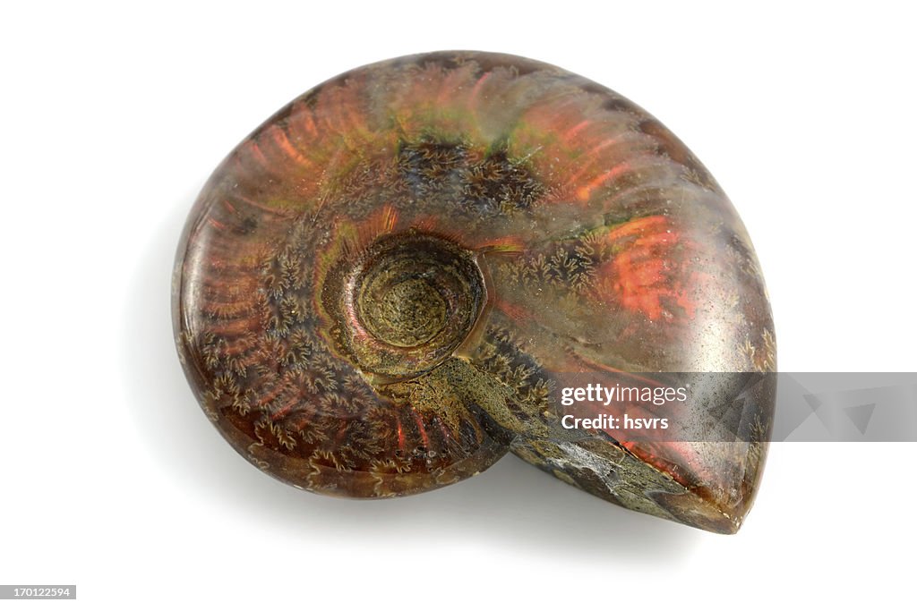 Fossil opal Ammonite on white isolated background