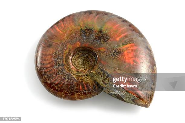 fossil opal ammonite on white isolated background - cephalopod stock pictures, royalty-free photos & images