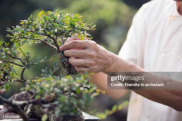 senior man's hands tending to bonsai tree - bonsai hand stock pictures, royalty-free photos & images