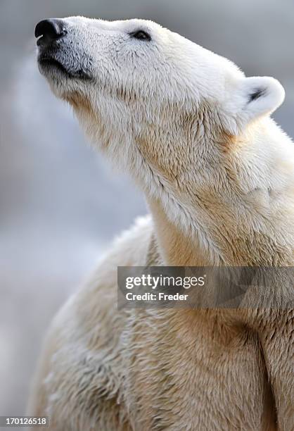 polar bear - polar bear face stock pictures, royalty-free photos & images