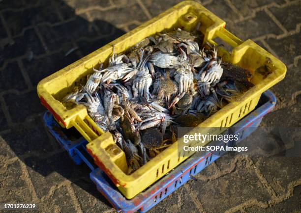 Crabs seen in a crate after being caught on the shores of the Mediterranean Sea in the city of Khan Yunis, south of the Gaza Strip.