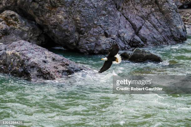 Hells Canyon, Oregon, Thursday, April 27, 2023 - An eagle searches for food as it soars through Hell's Canyon on the Snake River.