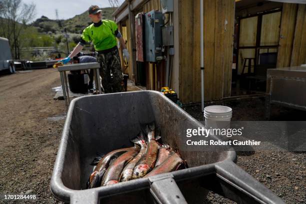 Hells Canyon, Idaho, Thursday, April 27, 2023 - Salmon are collected at hatchery near the OxBow dam.