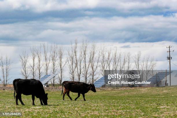 Bruneau, Idaho, Monday, April 24, 2023 - Cows graze on a pasture surrounded by solar panels on Russ Schiermeier's farm.