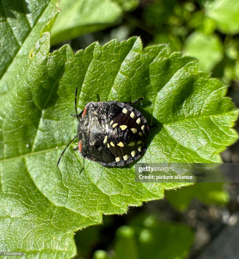 Tice Bug A green rice bug sits on a leaf in a garden. According to nature ...