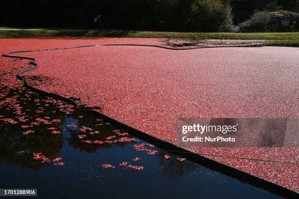 Floating cranberries at the Johnston's Cranberry Marsh in Bala, Ontario, Canada, on September 29, 2023. This farm had 27 acres and produce around...