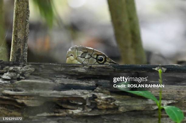 King cobra peers out behind a tree trunk at Sungei Buloh wetland reserve in Singapore on October 2, 2023.