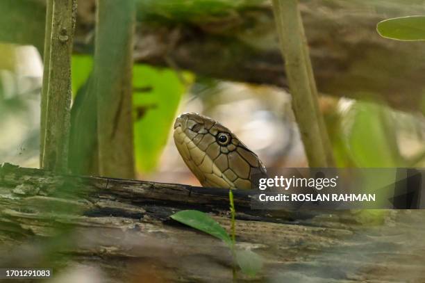King cobra peers out behind a tree trunk at Sungei Buloh wetland reserve in Singapore on October 2, 2023.