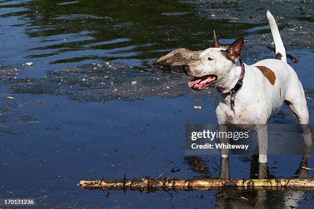 staffordshire bull terrier standing near chewed branch - staffordshire bull terrier aggressive bildbanksfoton och bilder