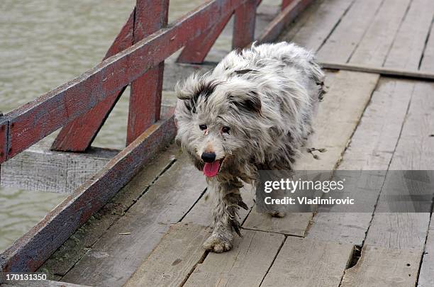 hund schmutzig - hairy bum stock-fotos und bilder