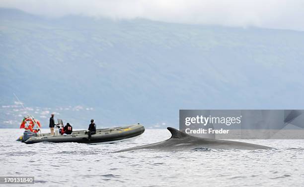 avistamiento de ballenas en las azores - whale watching fotografías e imágenes de stock