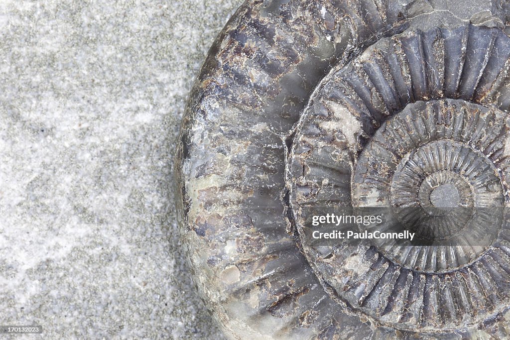 Ammonite