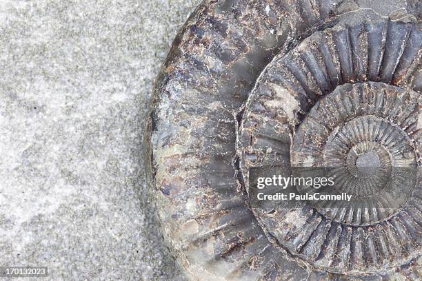 ammonite - ammonite stock pictures, royalty-free photos & images