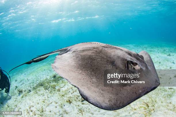 stingray - fish barbados stock pictures, royalty-free photos & images