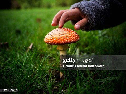 Toadstool Toadstool