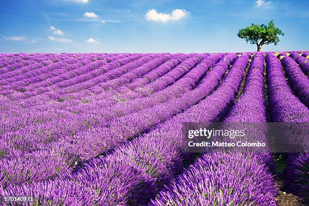 lavender field and tree in summer - ラベンダー色 ストックフォトと画像