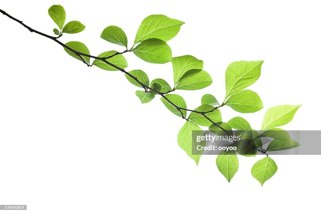 Green Leaves