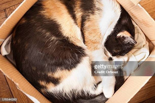 kitten - cat box stock pictures, royalty-free photos & images