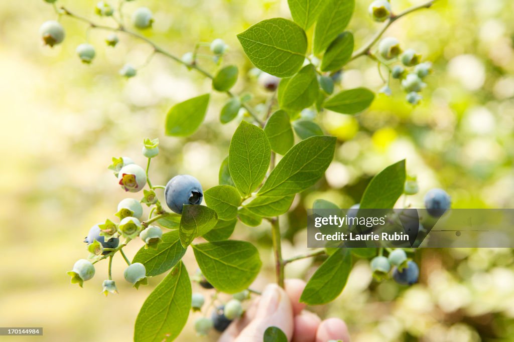 HAND HOLDING A BRANCH OF BLUEBERRIES