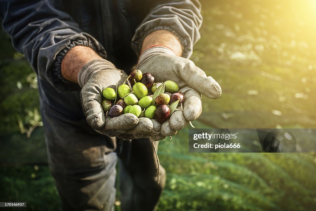 Olive la raccolta
