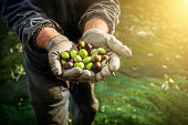 Olives harvesting
