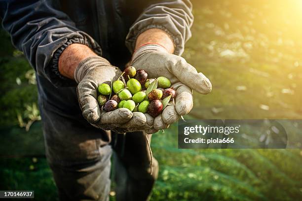 olives harvesting - olivlund bildbanksfoton och bilder