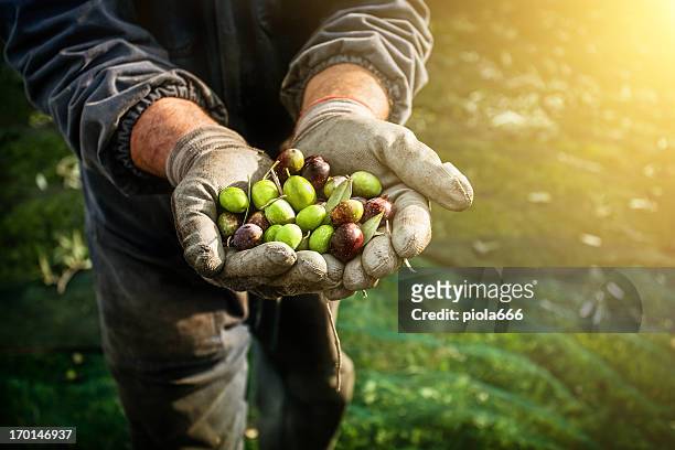 olives harvesting - olive fruit 個照片及圖片檔