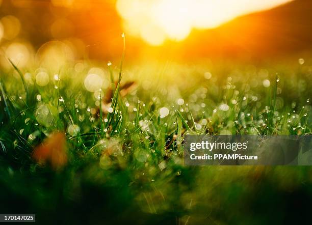 green nature - grass dew stock pictures, royalty-free photos & images