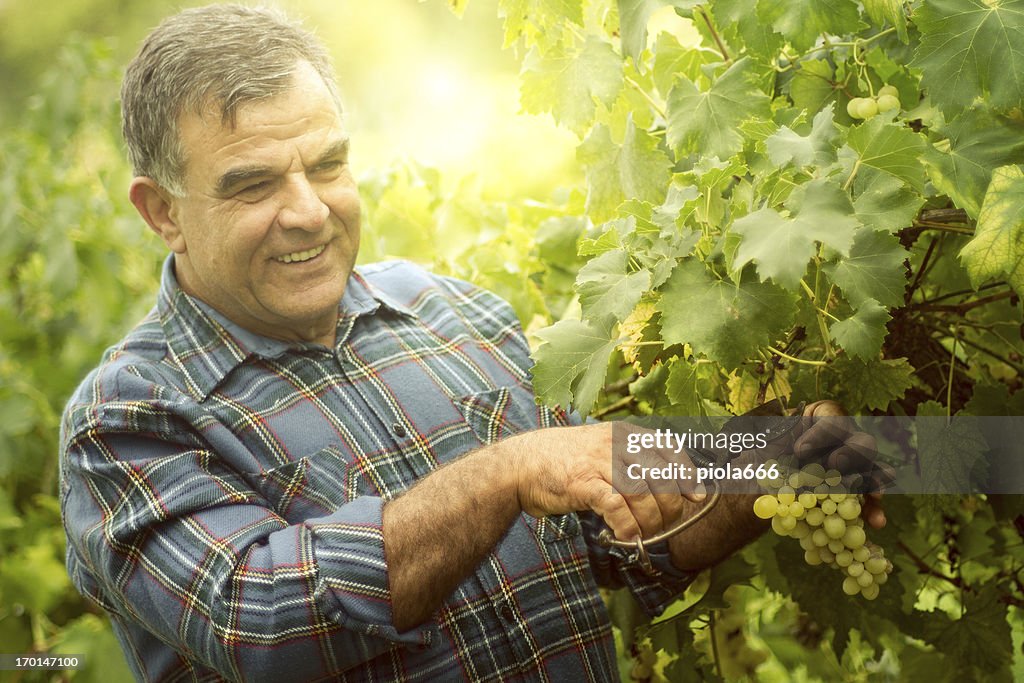 Uvas de colheita e levantar