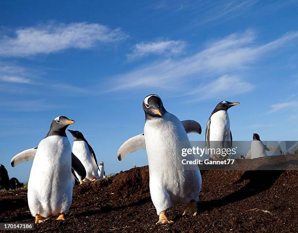 gentoo penguins, falkland islands - falkland islands bildbanksfoton och bilder