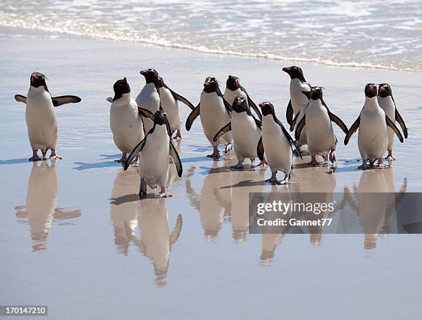 penguin reflections, falkland islands - rockhopper penguin stock pictures, royalty-free photos & images