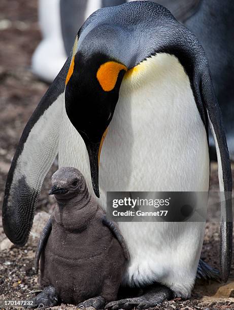 pinguim-de-schlegel com grão, ilhas malvinas - king penguin imagens e fotografias de stock