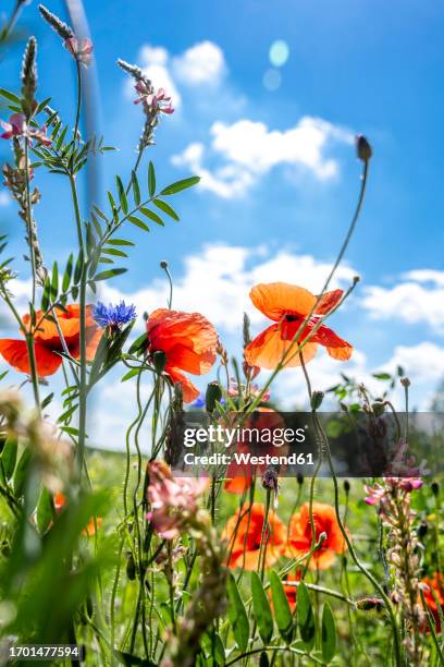 red poppies blooming in meadow - fiore di campo foto e immagini stock