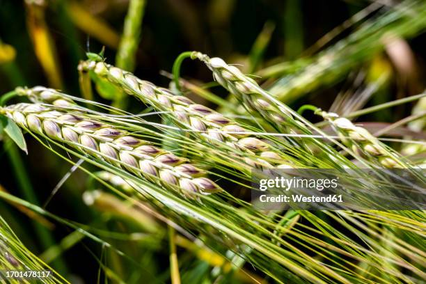 close up of growing rye - rye stock pictures, royalty-free photos & images