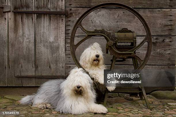 at the old farm - old english sheepdog stock pictures, royalty-free photos & images