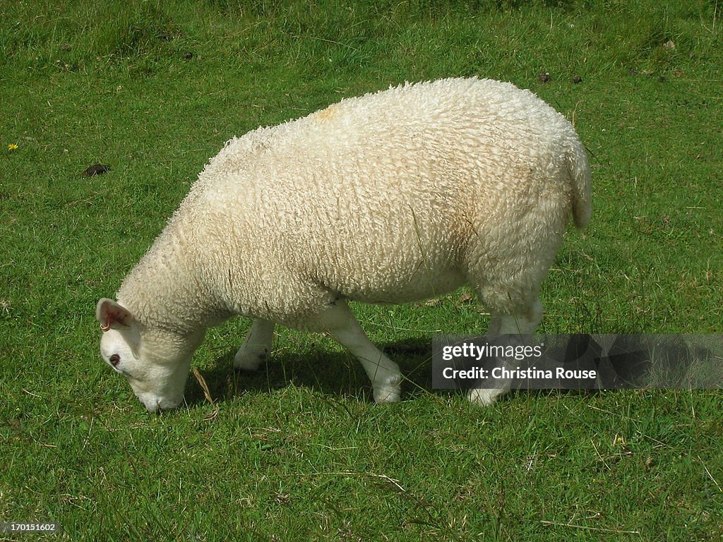 Lone Sheep