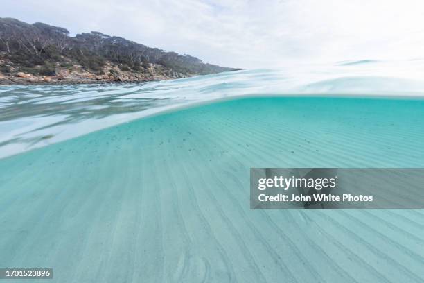 underwater at memory cove. port lincoln national park. eyre peninsula. south australia. - undersea stock pictures, royalty-free photos & images