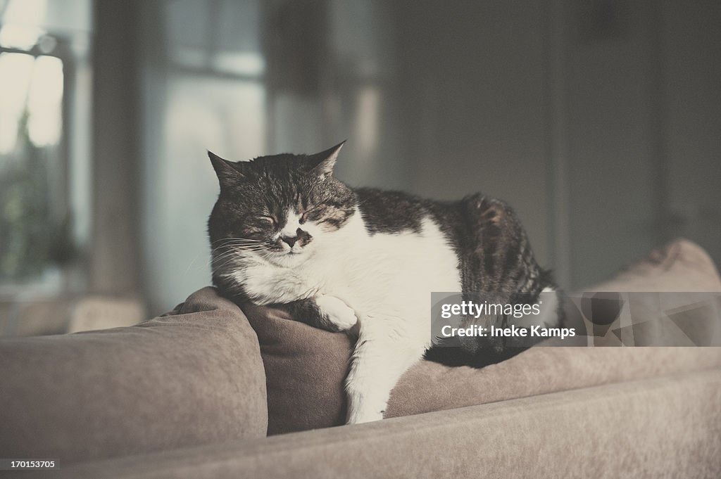 Cat dozing on  top of couch