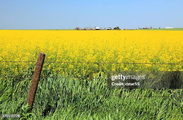 field of canola and wheat with fence - oklahoma scenery stock pictures, royalty-free photos & images