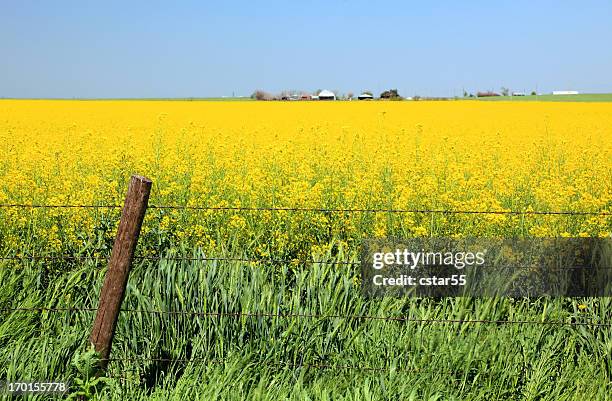 field of canola and wheat with fence - oklahoma stock pictures, royalty-free photos & images