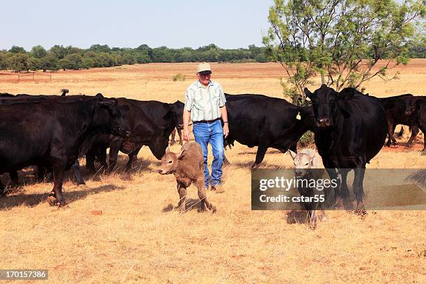 agriculture: farmer or rancher with cattle and drought - biffkor bildbanksfoton och bilder