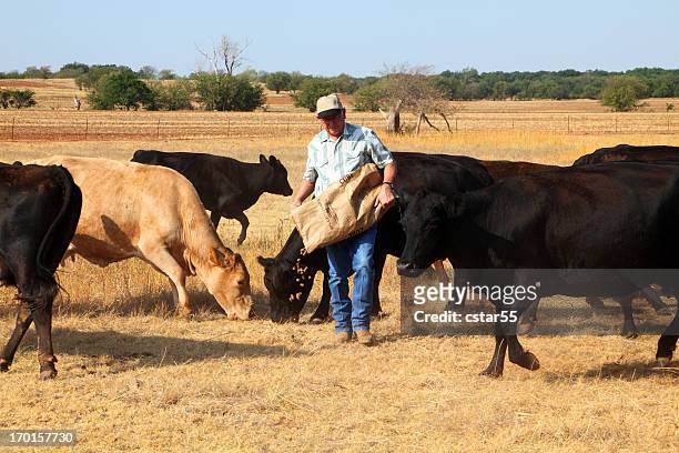landwirtschaft: farmer oder rancher füttern rind während dürre - angus cattle stock-fotos und bilder