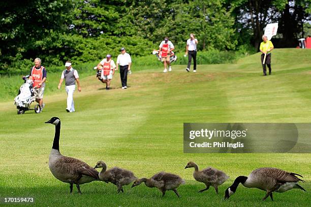 Canadian geese on the 3rd hole during the third round of the ISPS Handa PGA Seniors Championship played at De Vere Mottram Hall on June 8, 2013 in...