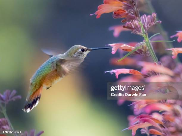 rufous hummingbird - pic of hummingbird stock pictures, royalty-free photos & images