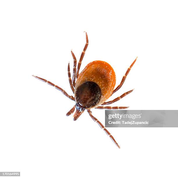 Tick Insectf Tick Insect Photos and Premium High Res Pictures - Getty Images
