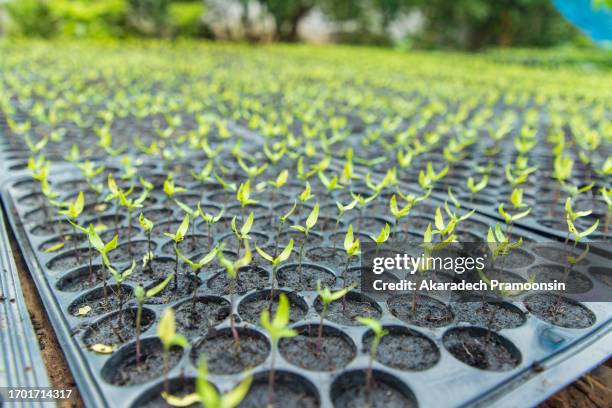 green chili seedlings - chilli pepper stock pictures, royalty-free photos & images